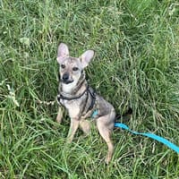 Kajtek, pies do adopcji