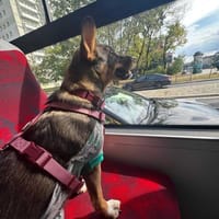 Carla, suczka do adopcji