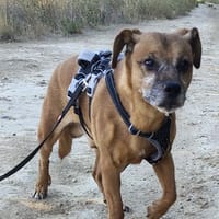 ABU, chien à adopter