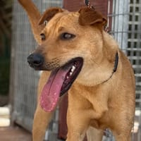 PAULA (Maria), chienne à adopter