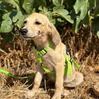 ENYA (Animalea), chienne à adopter