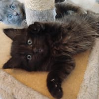 Léon, chat à adopter