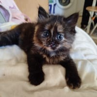 Laly, chatte à adopter