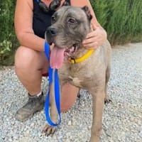 LANA (Maria), chienne à adopter