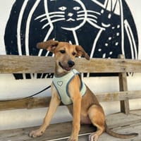 ZIVA (Animalea), chienne à adopter