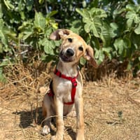 BUCK (Animalea), chien à adopter