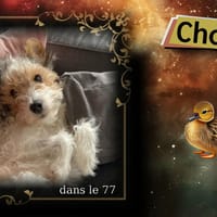 Chouki, chien à adopter