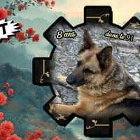 Niwit, chienne à adopter