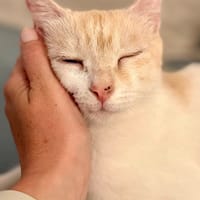 RAYLA, chatte à adopter