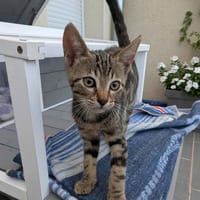 CHAUSSETTE, chatte à adopter