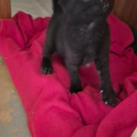 ALBATOR, chat à adopter