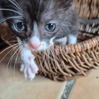 ANATOLE, chat à adopter