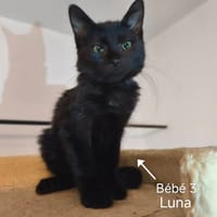 LUNA, chatte à adopter