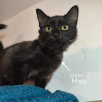 MITSY, chat à adopter