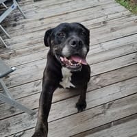 ROXY, chienne à adopter