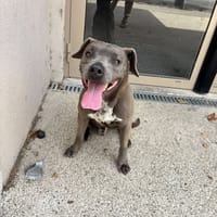 GUN, chien à adopter