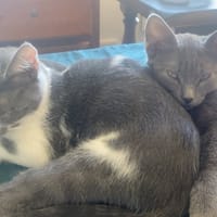 GIPSYetPOE, chat à adopter