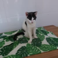 Powder, chatte à adopter