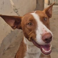 JOSE (Maria), chien à adopter
