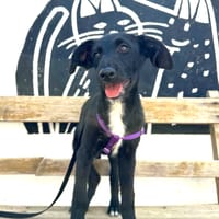 KALLE (Animalea), chien à adopter