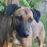 ROMA, perra en adopción