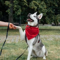 Vambi, suczka do adopcji