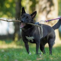 Kama, suczka do adopcji