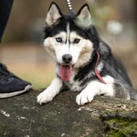 Adri, suczka do adopcji