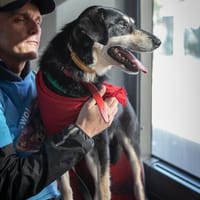 Całus, pies do adopcji