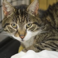 Benita, kotka do adopcji