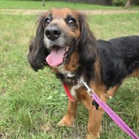Pele, pies do adopcji