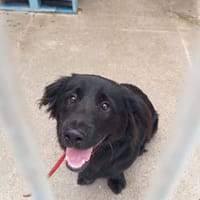 Fokus, pies do adopcji