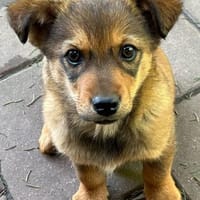 Little Alba, Zuckerschnute, ca. 4 M 9722, Hündin zur Adoption