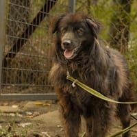 Hobo, fröhlicher Herzensbrecher, ca. 7 J, Hund zur Adoption