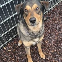 Ari sucht dringend ein neues Zuhause, Hund zur Adoption