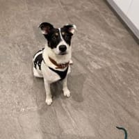 Boroka, entspannte Junghündin, 11M 85649, Hündin zur Adoption
