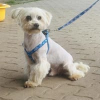 🖤 CLYDE  kleiner Überlebenskämpfer, Hund zur Adoption