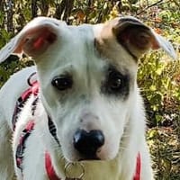 FREDERIK-hübscher,netter Rüde,50 cm, Hund zur Adoption