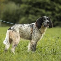 Rio möchte sein Zuhause finden, Hund zur Adoption