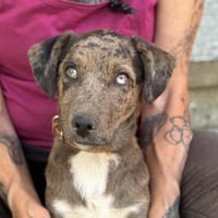 Kiano, Hund zur Adoption