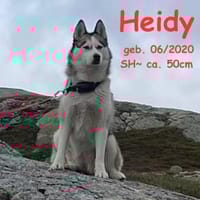 Heidy sucht ein neues Zuhause, Hündin zur Adoption