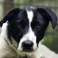 Hope-verschmuste,aufgeweckte Hündin,55cm, Hündin zur Adoption