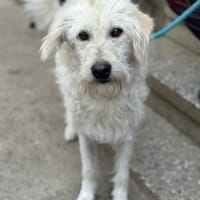 Talulah, Hündin zur Adoption