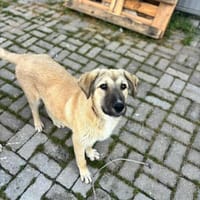 Miles - Toller junger Rüde auf PS, Hund zur Adoption