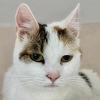 BATIDA-wunderschöne Tricolor-Katze, Katze zur Adoption