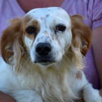 Möchten Sie Mariè ein Zuhause geben?, Hündin zur Adoption