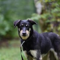 Flöckchen, zart, su. engen Anschluß, Hündin zur Adoption
