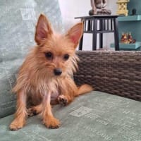 Kiri ist klein, aber kein Taschenhund, Hündin zur Adoption