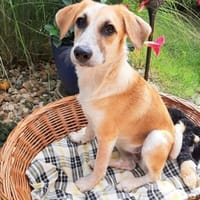Angel wartet in 93096 Köfering, Hündin zur Adoption