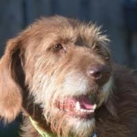 DRAKO, Hund zur Adoption